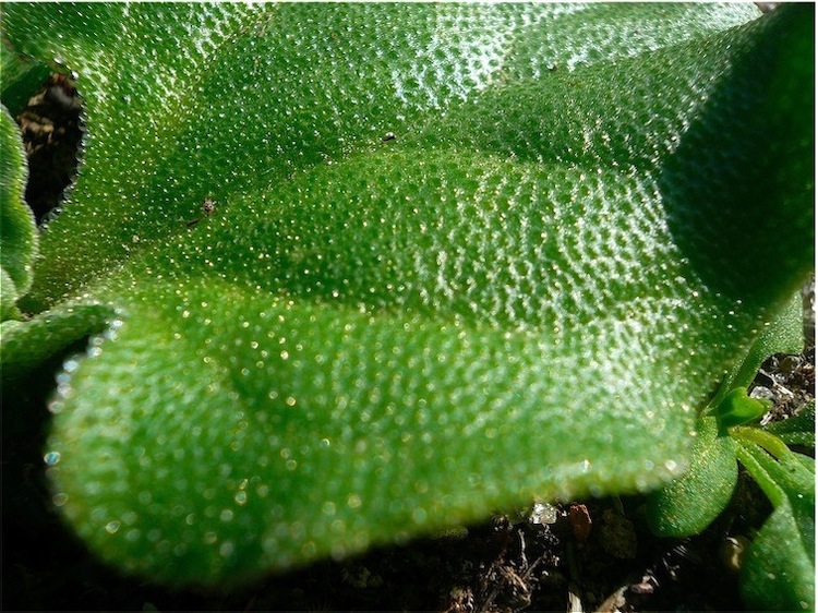 Pianta collosa - Mesembryanthemum cristallinum